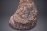 Hadrosaur (Hypacrosaurus) Tibia with Metal Stand - Montana #264990-7